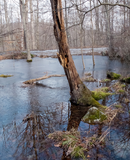 Holey Frozen Tree